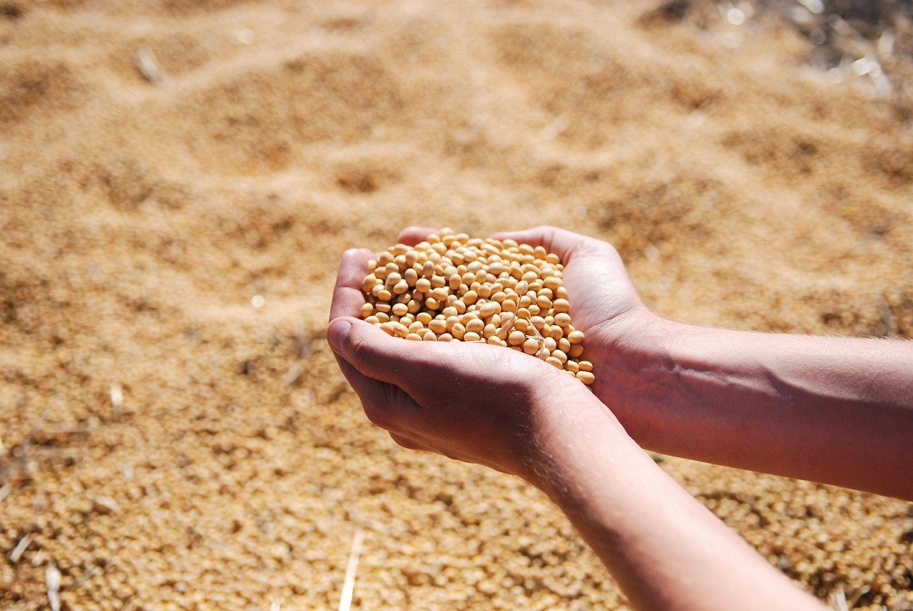 soybean, hand, agro, harvest, seeds, leguminous, soybean, soybean, soybean, soybean, soybean, agro